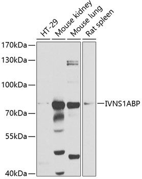 IVNS1ABP antibody