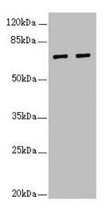 IWS1 Antibody