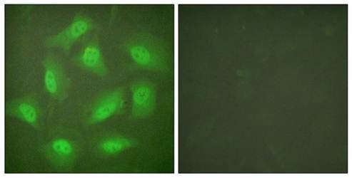 JAB1 Antibody