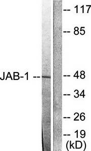 JAB1 Antibody