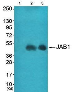JAB1 Antibody