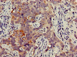 JAG1 Antibody