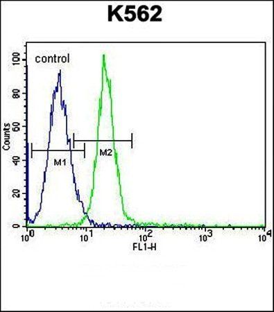 JAG1 antibody
