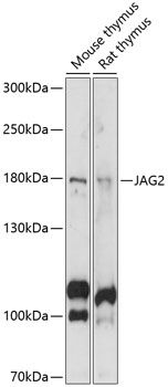 JAG2 antibody