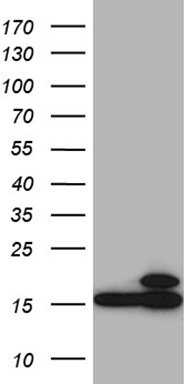 JAG1 Antibody