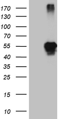JAG1 Antibody
