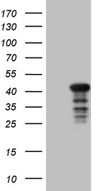 JAG1 Antibody