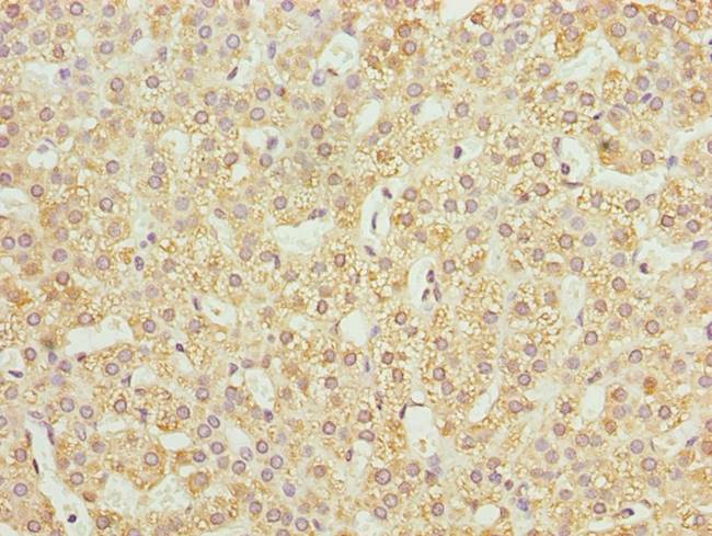 JAGN1 antibody