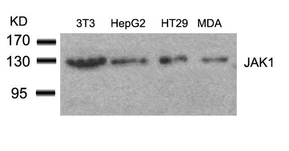 JAK1 (Ab-1022) antibody