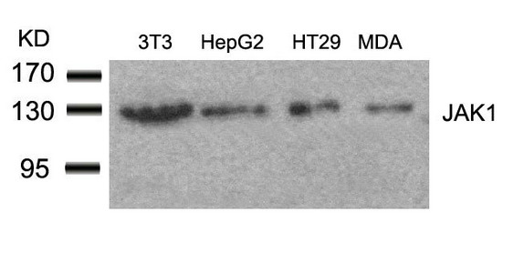 JAK1 (Ab-1022) Antibody