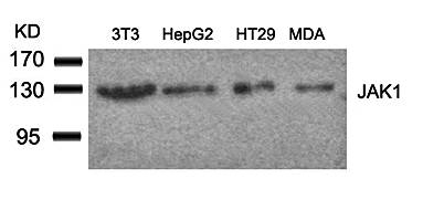 JAK1 (Ab022) Antibody