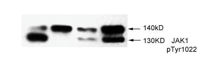 JAK1 (Phospho-Tyr1022) Antibody
