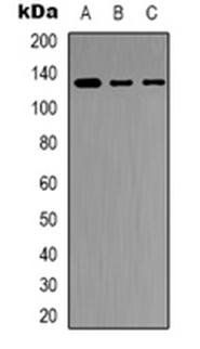 JAK2 antibody