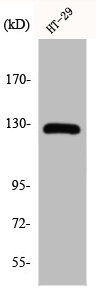 JAK2 Antibody