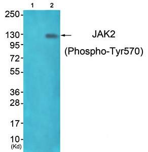 JAK2 (phospho-Tyr570) antibody