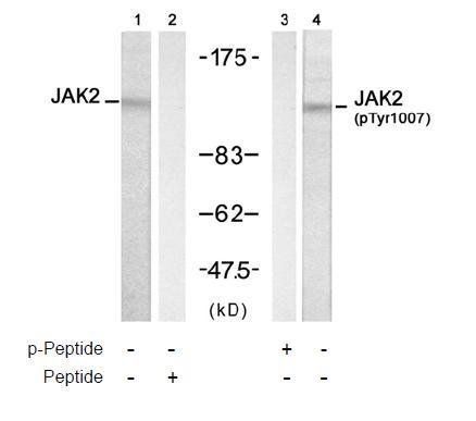 JAK2 (Phospho-Tyr1007) Antibody