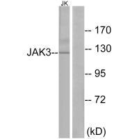JAK3 (Ab-785) antibody