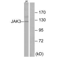 JAK3 (Ab-785) Antibody