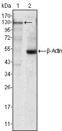 JAK3 Antibody