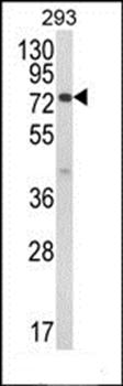 JAKMIP1 antibody