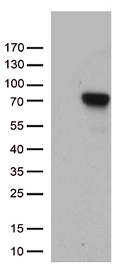 MAPK8IP1 Antibody