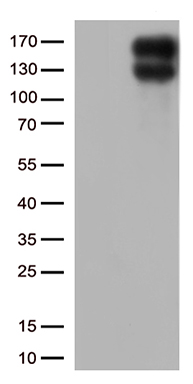 MAPK8IP1 Antibody