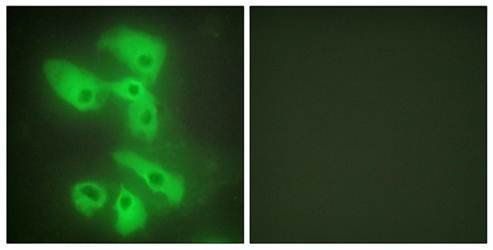 JIP2 Antibody