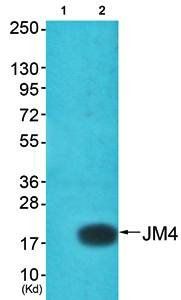 JM4 antibody