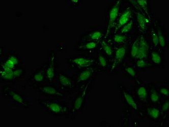 JMY Antibody