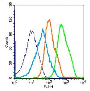 JNK1/2/3 (phospho-Thr183/185) antibody