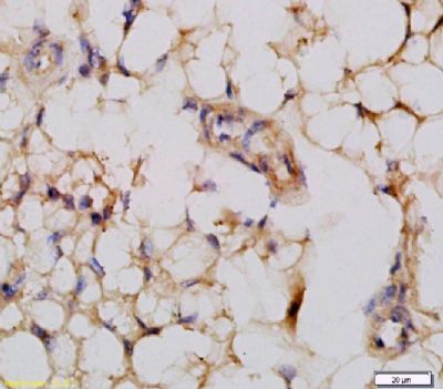 JNK1/2/3 (phospho-Thr183/185) antibody