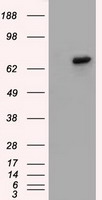 MAPK8 Antibody