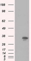 JNK1 Antibody