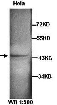 JNK1 Rabbit Polyclonal Antibody