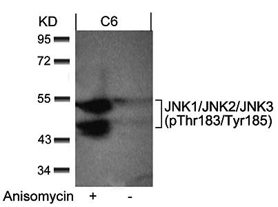 JNK1/JNK2/JNK3 (phospho-Thr183/Tyr185) Antibody