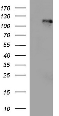 MAPK9 Antibody