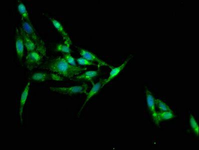 JPH1 Antibody