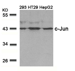 JUN (Ab-239) antibody