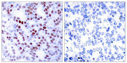 JUN Antibody