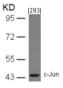 JUN Antibody