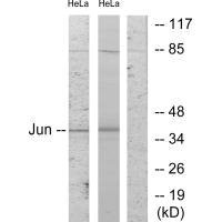 JUN Antibody