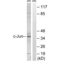 JUN Antibody