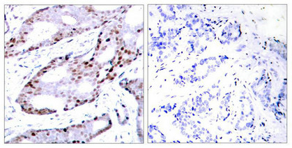 JUN Antibody