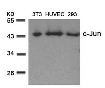 JUN (Ab-73) Antibody