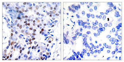 JUN (Ab-91) Antibody