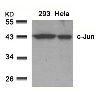 JUN (Ab-91) antibody