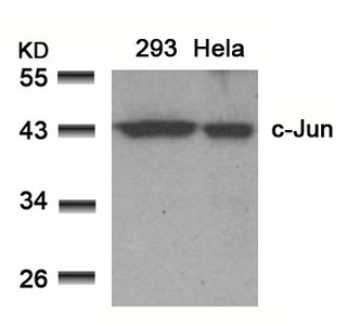 JUN (Ab-91) Antibody