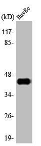 JUN Antibody