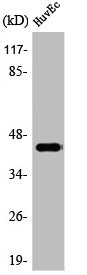 JUN antibody