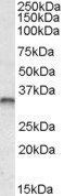 JUNB Antibody
